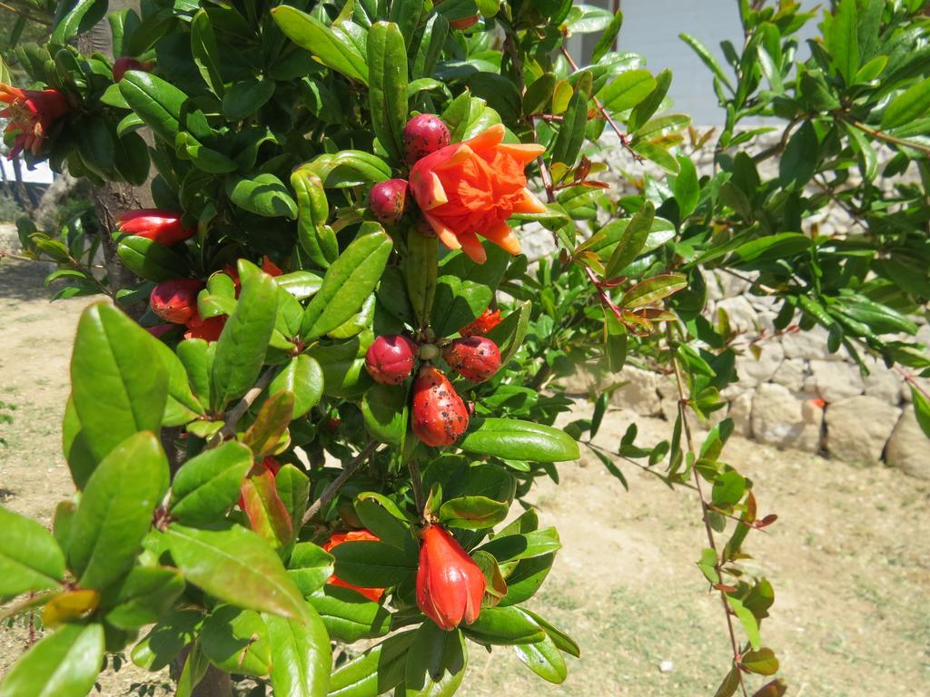 Camping Fiori Di Noto Eksteriør billede